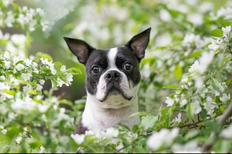 Headshot of a Boston Terrier out in a field of wildflowers.