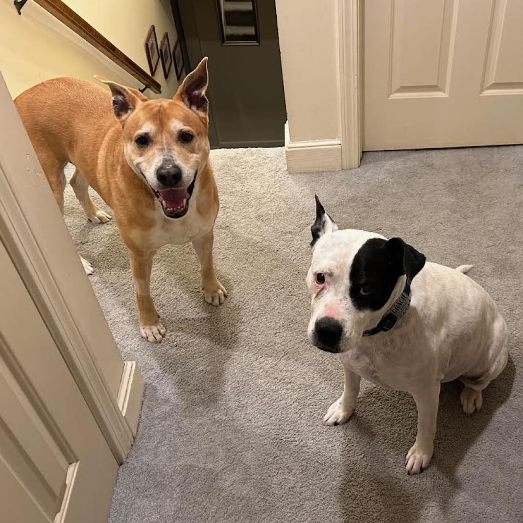 Two dogs standing in a hallway of their foster home.