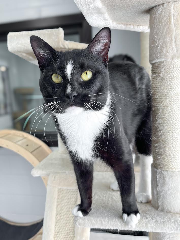 adoptable black and white cat