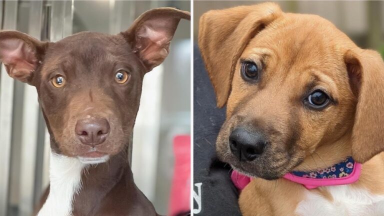 April pet of the week tan puppy and a brown puppy