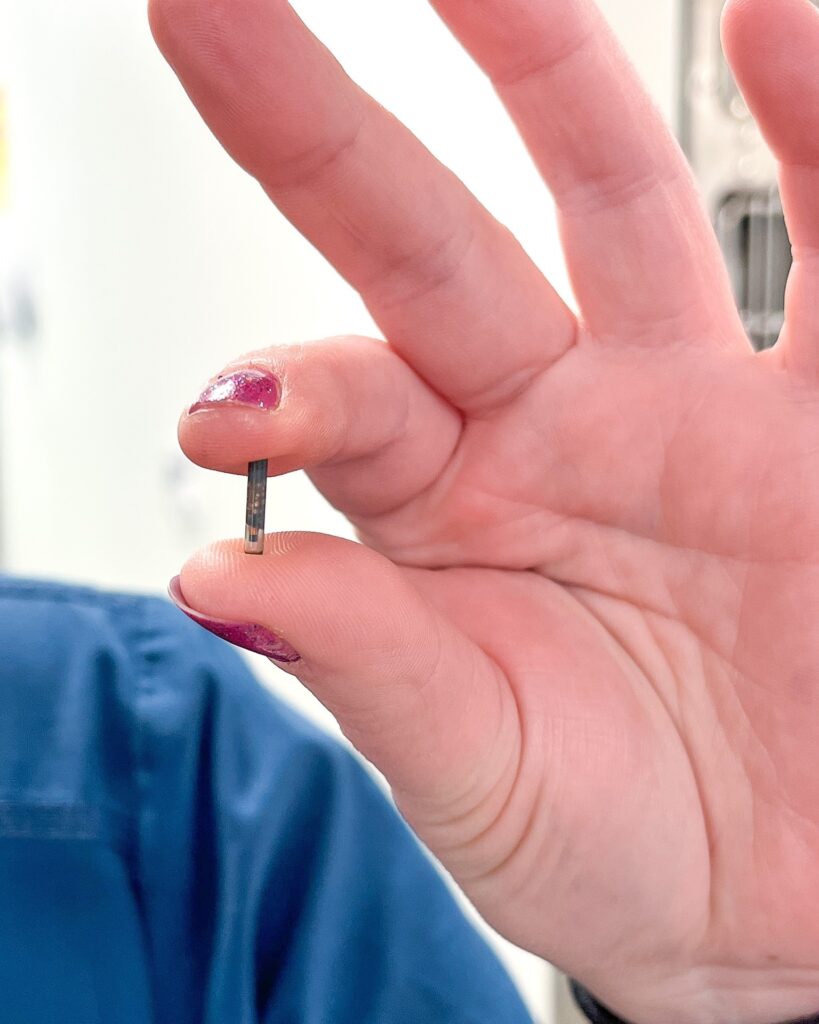 close up of a person holding a pet microchip