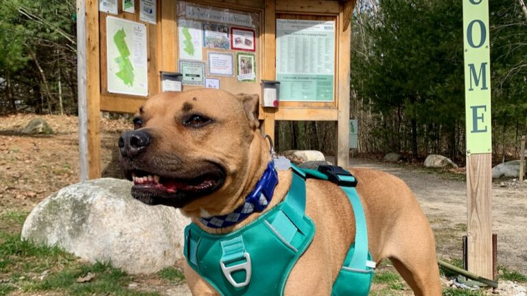 A dog standing in front of a sign on a hiking trail.