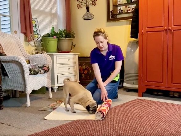 A puppy socializes inside the home with a yoga mat. 