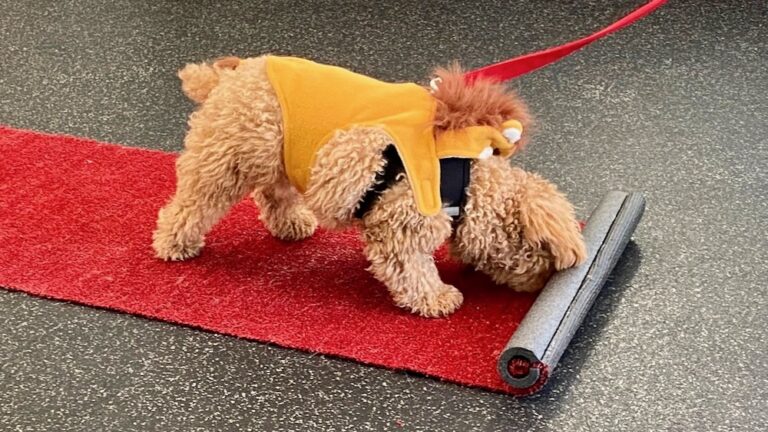 Small dog unrolls a red carpet during training class.