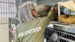 A woman wearing a Volunteer shirt pets a cat inside a cage.