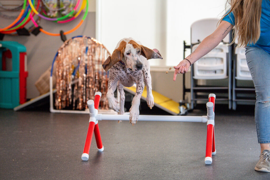 Jake the dog plays the 'find it' game to jump over an obstacle!