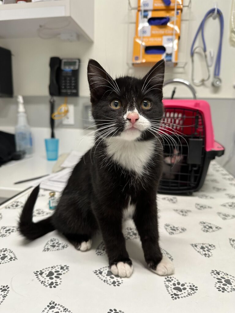 black and white tuxedo kitten sits on examination table in veterinary clinic