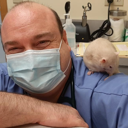 Close up of a veterinarian wearing scrubs and a mask with a hamster on his shoulder