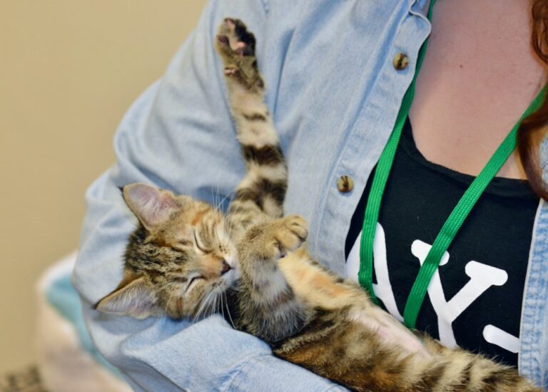 A kitten sleeps on it's back in a woman's arms.