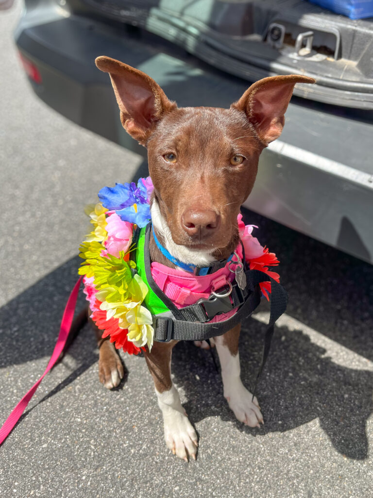 A puppy wearing fake flowers and an Adopt Me vest waits to march in a parade.