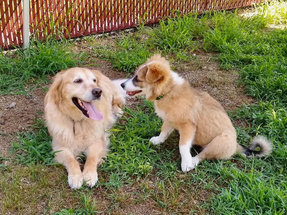 Puppy and dog socialize outside together. 