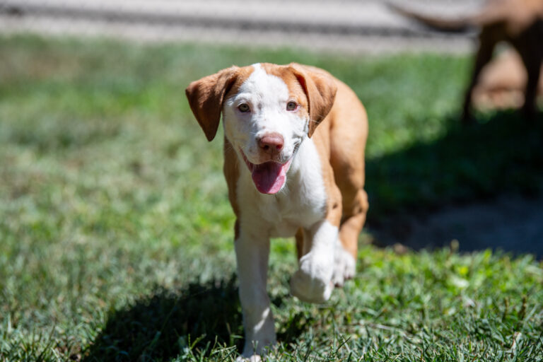 A puppy walking through the grass smiling. Puppy socialization is important to their development and view of the world!