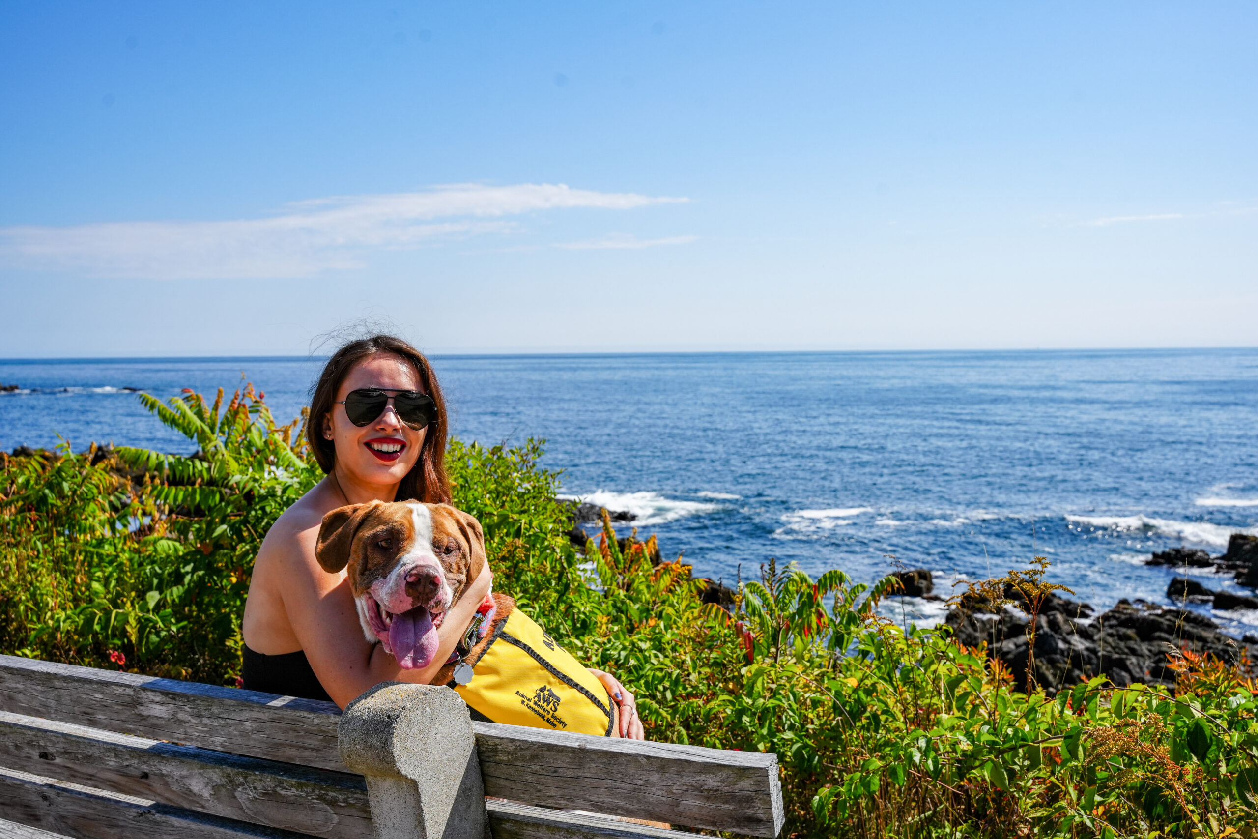 Keeping Your Pets Safe While Having Fun This Summer