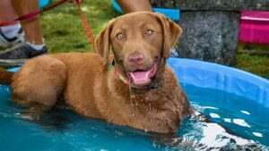 A dog lays in a swimming pool smiling