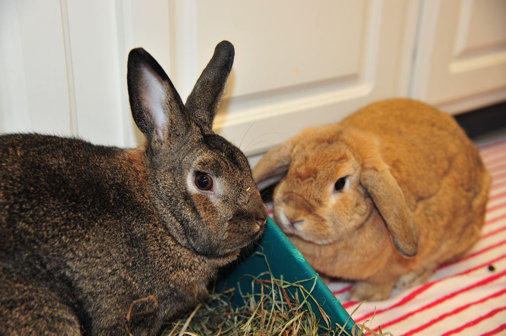 Close up of two rabbits sitting in a litter box with hay