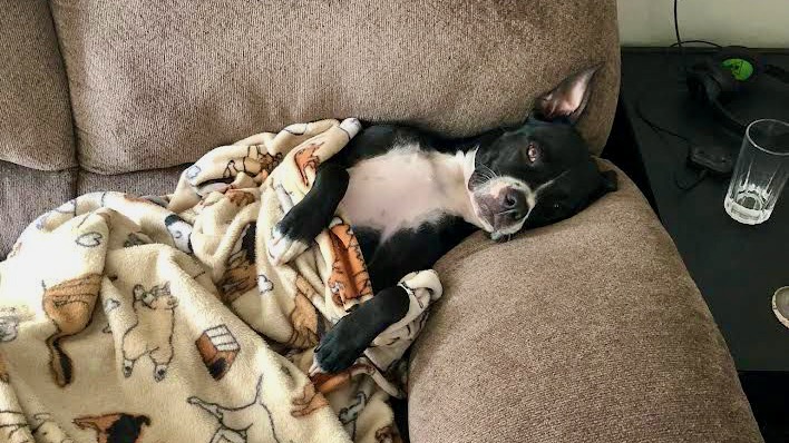 A dog lies comfortable on a couch covered with a blanket