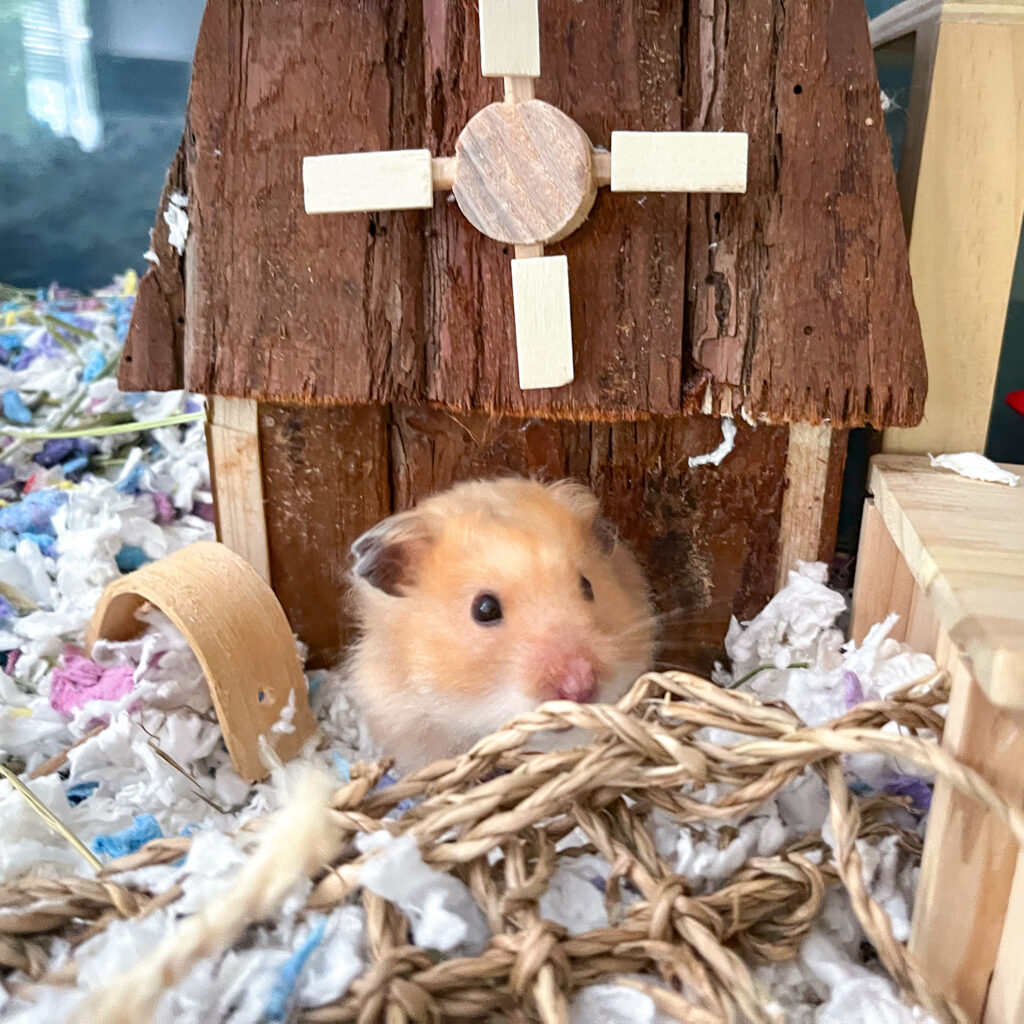 A hamster sitting in his hut poses for the camera