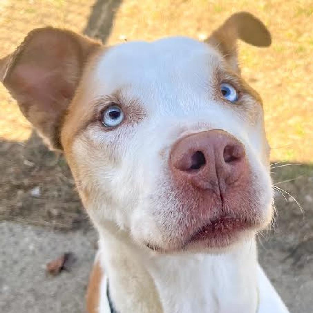 Close up of a dog's face with blue eyes looking at the camera