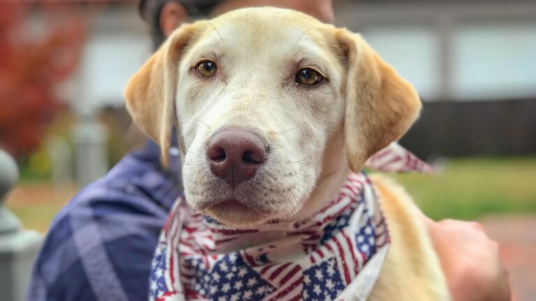 Close up of a puppy's face wearing an American flag bandana