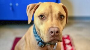 Cute dog looking at the camera wearing a blue collar