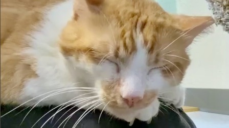 Close up of a cat's face sleeping on someone's lap.