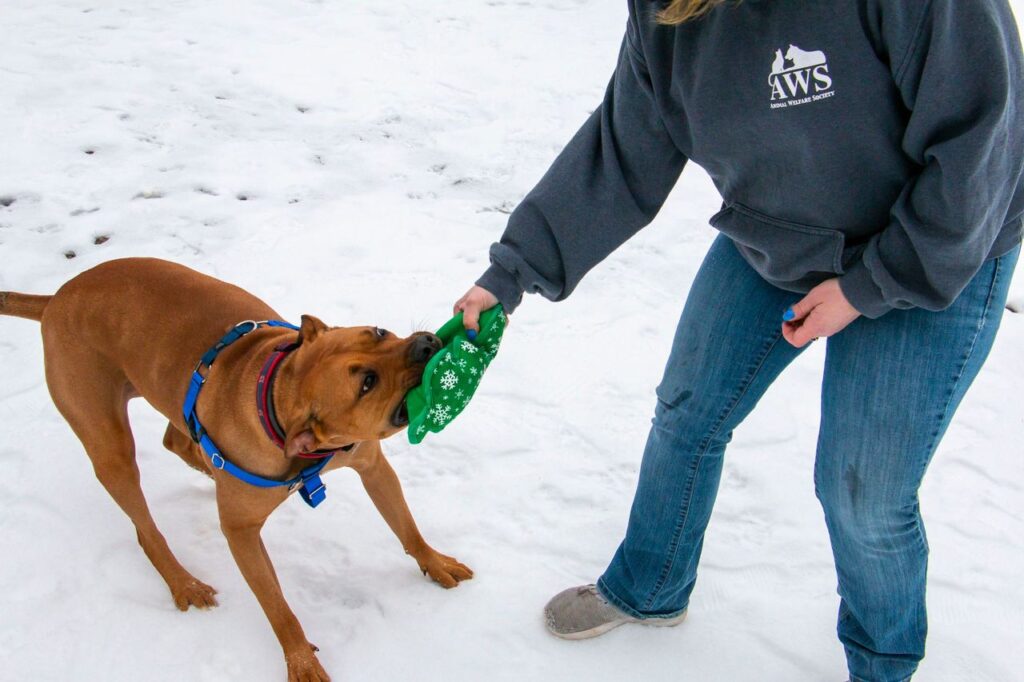 Close up of a dog playing tug with a human in the snow.