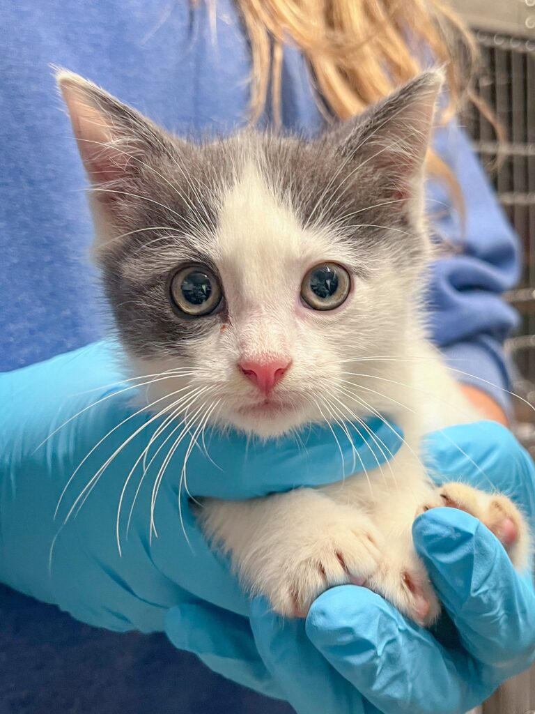 small grey and white kitten being held by staff member in blue surgical gloves