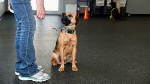 A dog sits at a woman's feet in a dog training class.