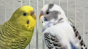 Close up of two parakeets kissing