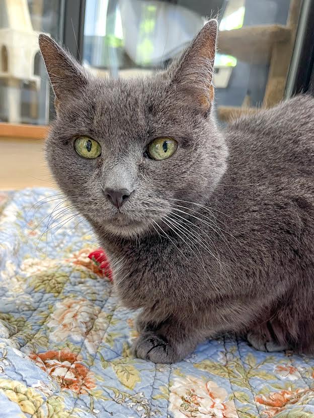 Close up photo of a grey cat sitting and looking up at the camera.