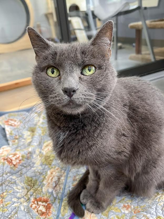 Close up photo of a grey cat sitting and looking up at the camera.