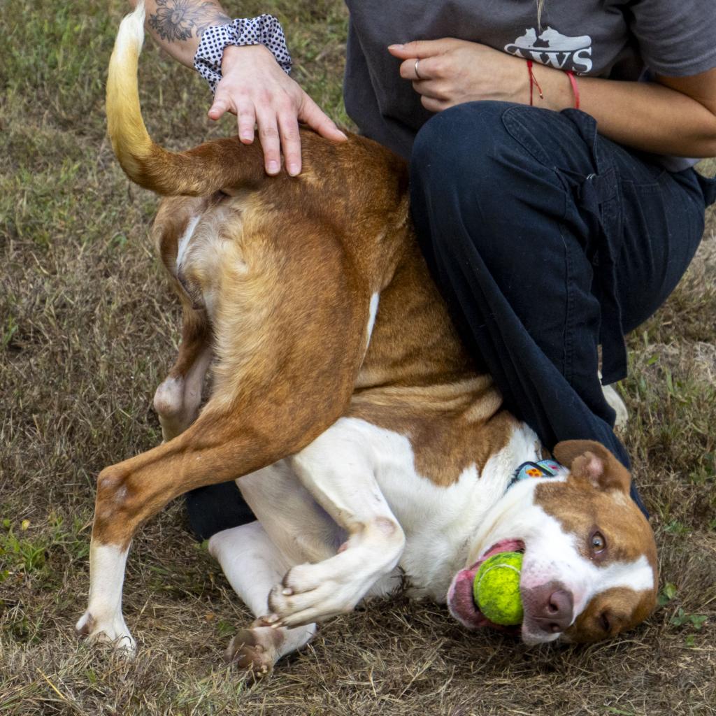 Rayelle being petted in a sunny field