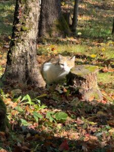 calico feral cat among fall leaves