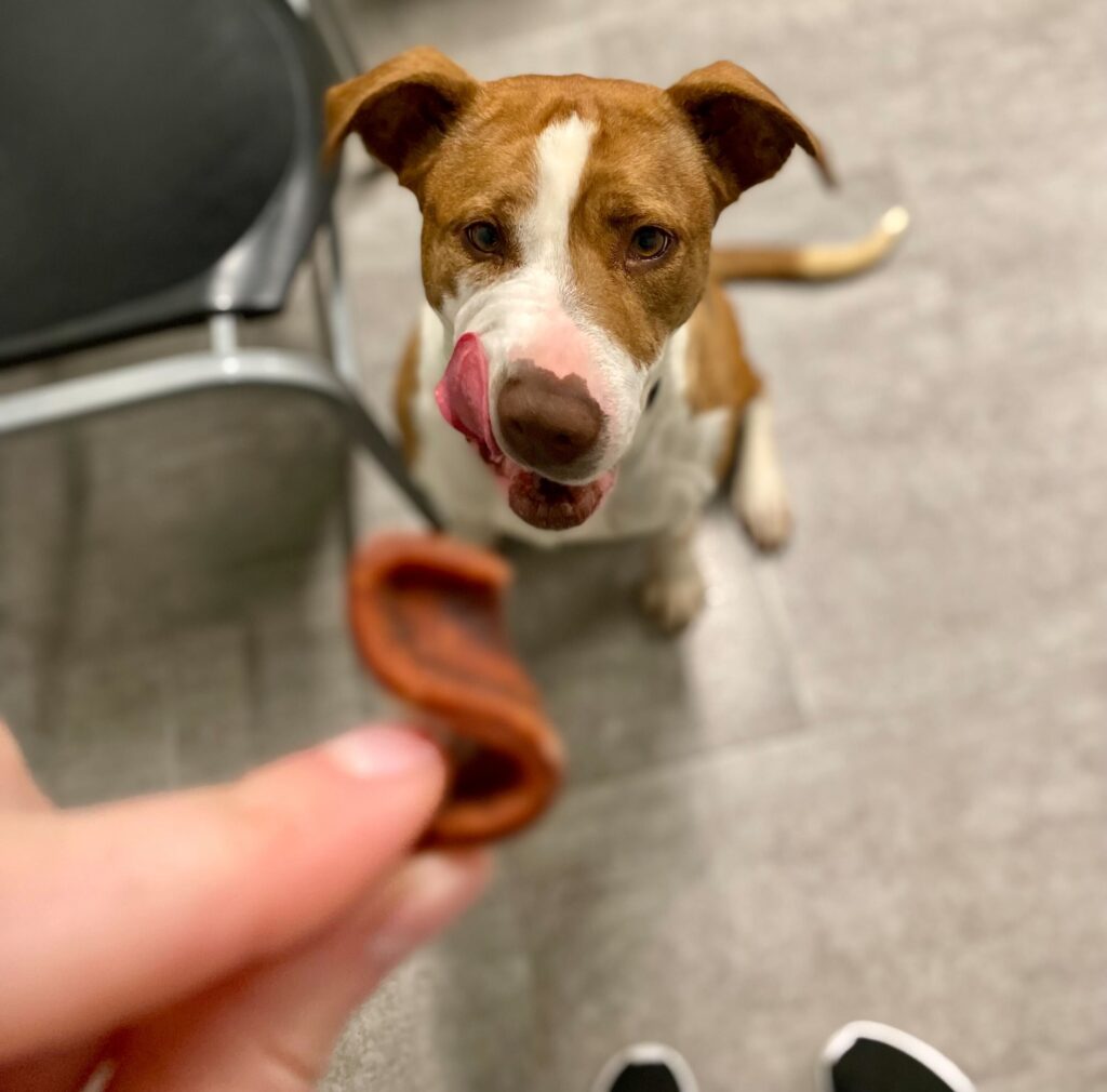 Rayelle sits for a treat inside on a non sunny day