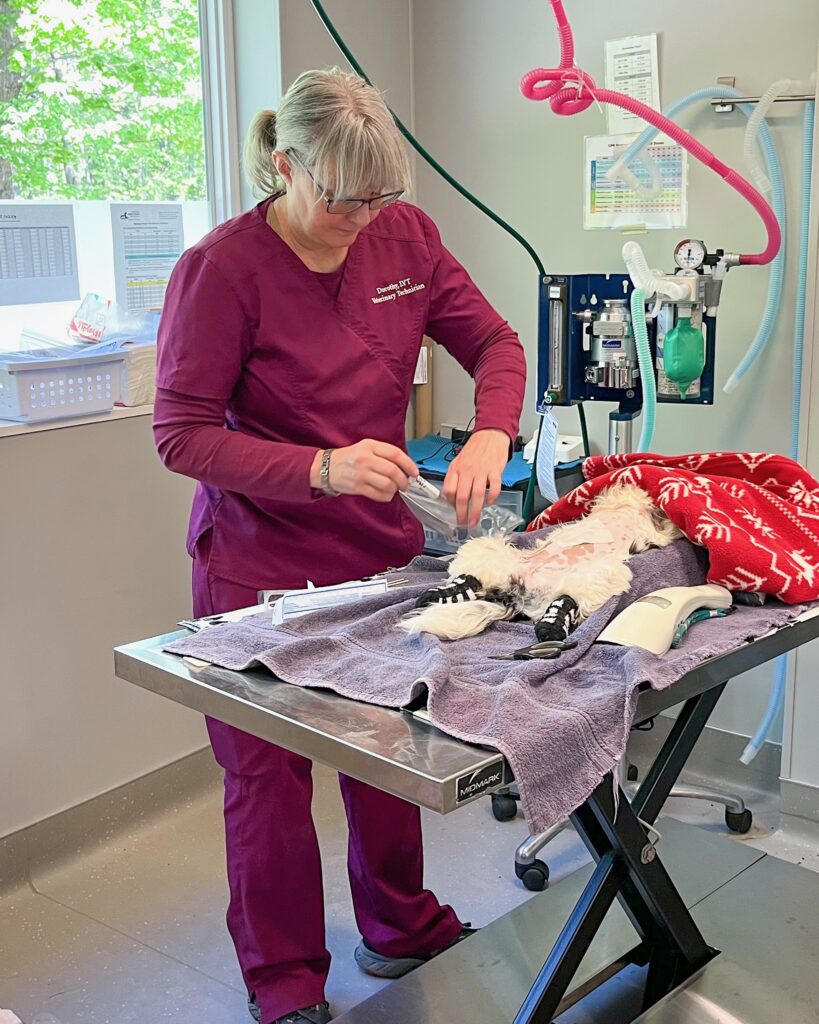 licensed veterinary technician prepares a sedated cat for surgery