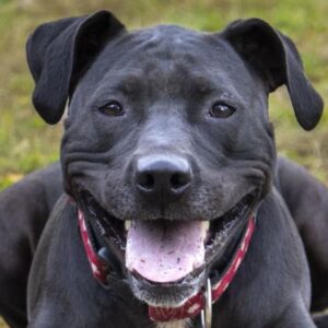 Black dog smiling at camera for adopt a shelter dog month