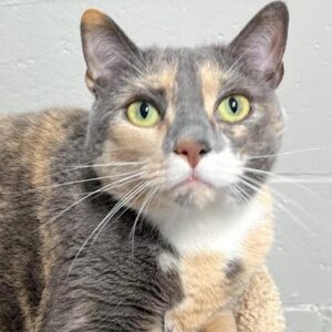 gray, cream and white cat named theadora sits quietly looking at the camera