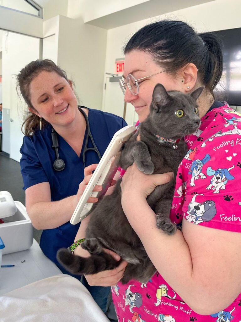 two veterinary professionals use a  microchip scanner on a gray cat