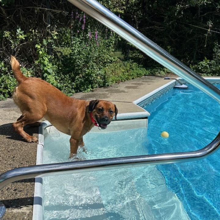 large mahogany dog named piper enters an in-ground swimming pool