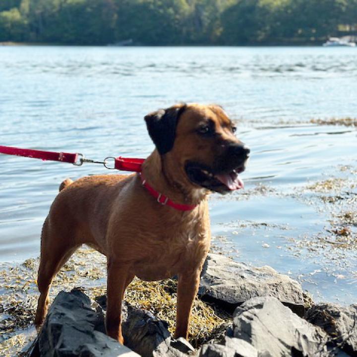 large mahogany dog named piper stands near water