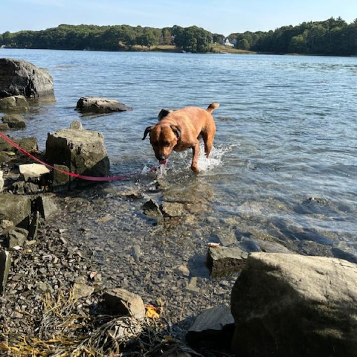 large mahogany dog named piper explores low tide water on Maine's rocky shore