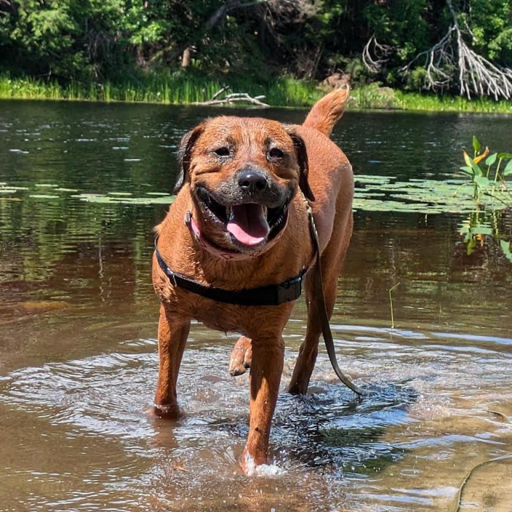 large mahogany dog named piper exits lake