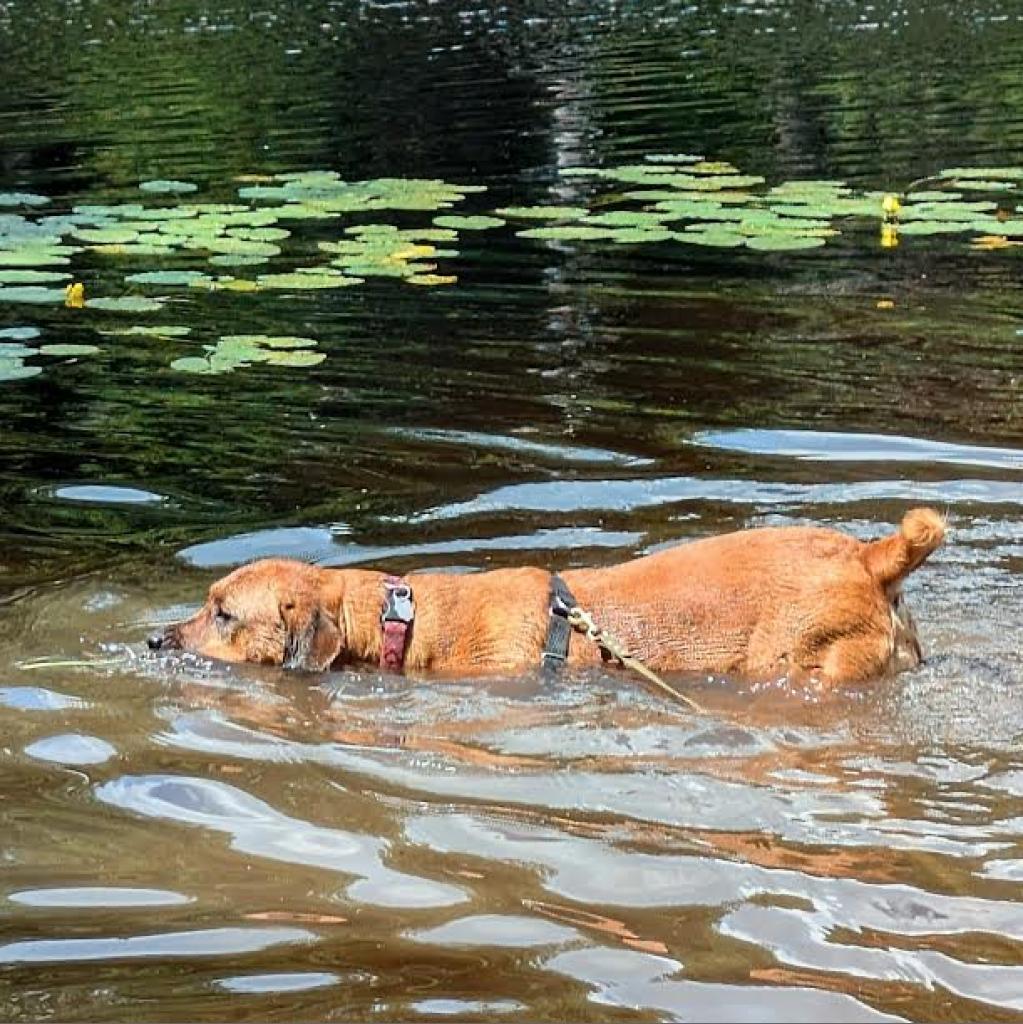 large mahogany dog named piper swims in lake