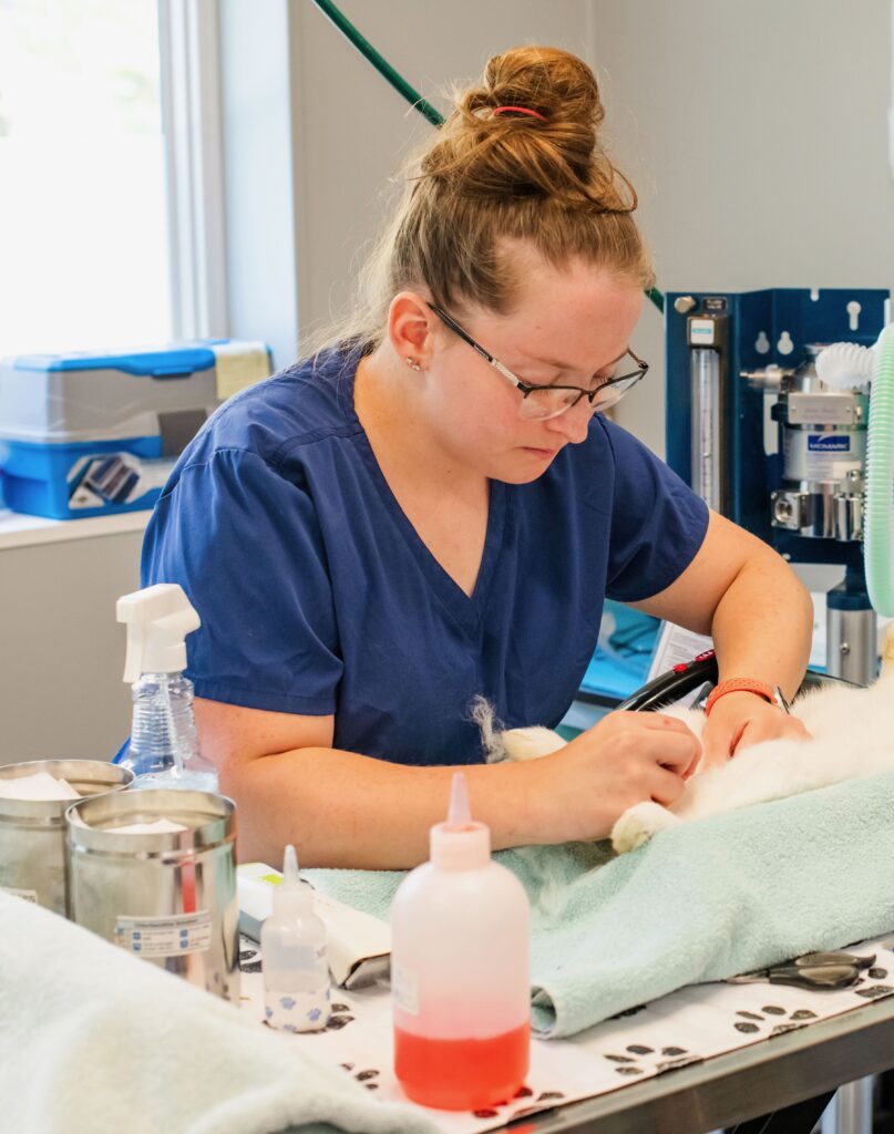 licensed veterinary technician performs a procedure on a cat in the operating room