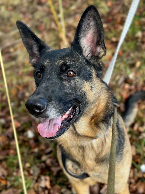 A lovable german shepherd sitting in the grass with its tongue out looks at the camera