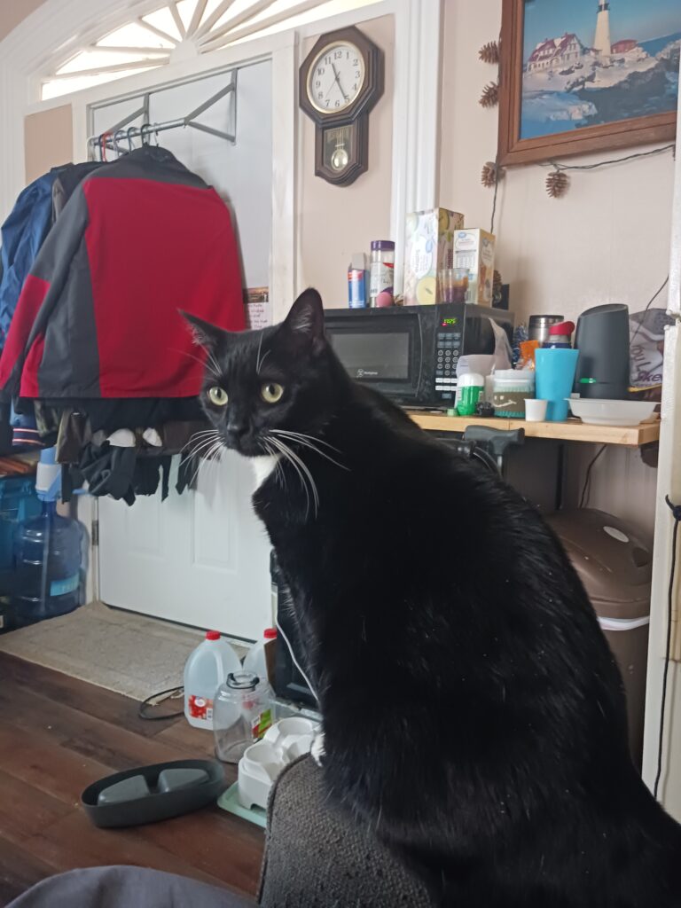 A black tuxedo cat sitting on the edge of a chair looks back at the camera