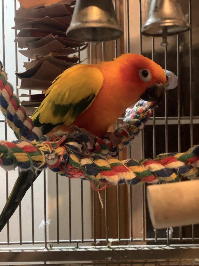 A Sun Conure perching on a rope