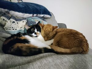 two housecats sleep together on a bed