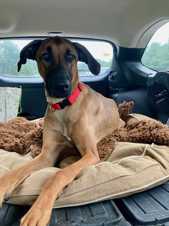 brown dog with dark face sits in a car appreciating the surroundings