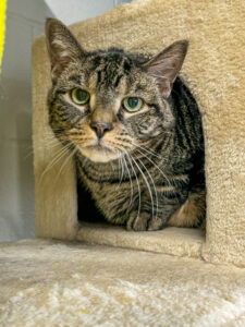 brown tabby cat looks at camera